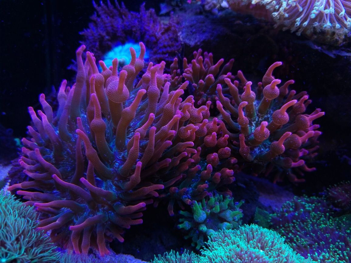 Entacmaea  Quadricolor Rainbow