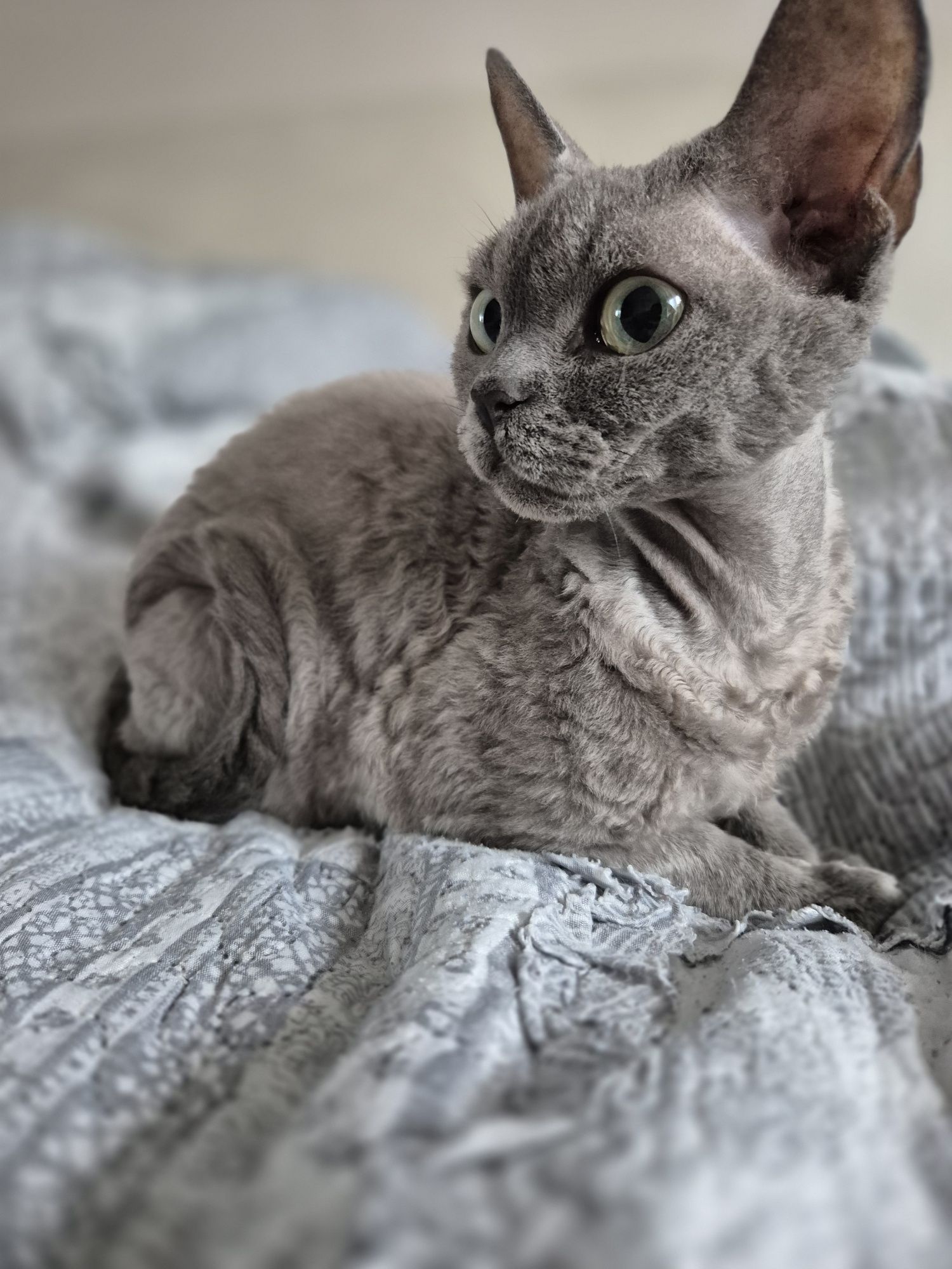 Kociaki Devon Rex WCF, PZF międzynarodowe rodowody .