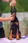 Heidi sunia doberman