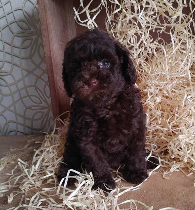 Роскошная крошка-девочка Шоколадного Той пуделя из Киева