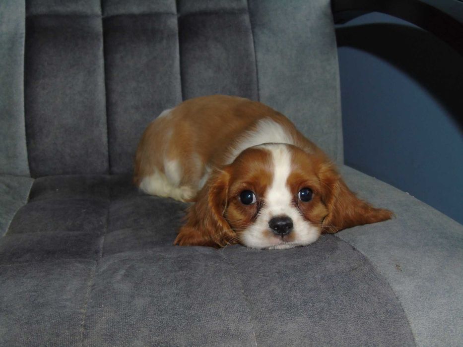 Cavalier King Charles Spaniel chłopiec