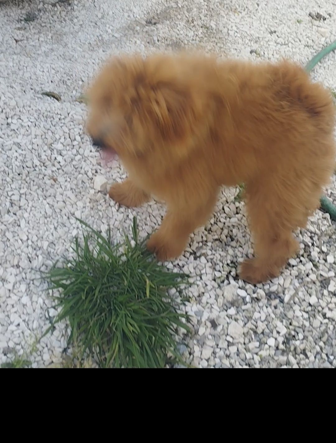 Caniche red mini