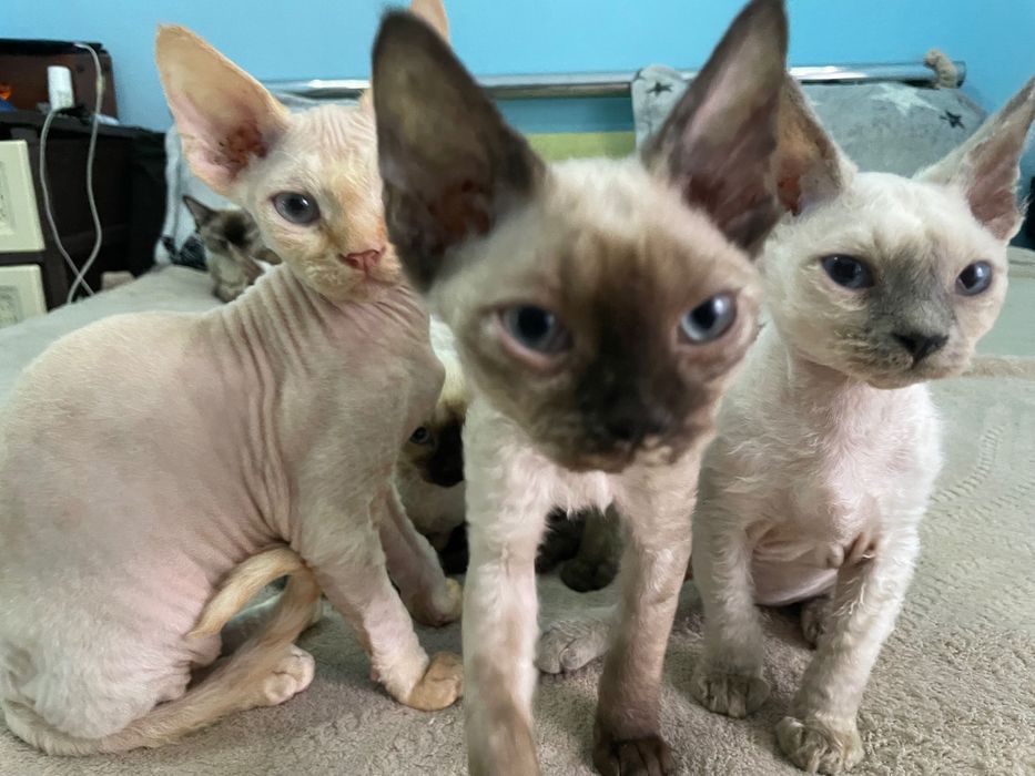 Котики девон рекс