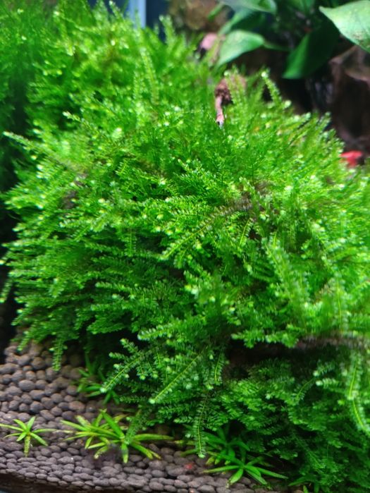 Mech akwariowy Weeping Moss