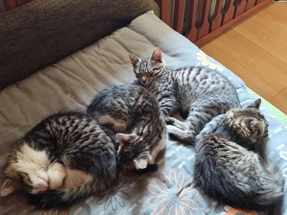 Cztery małe koty szukają domu