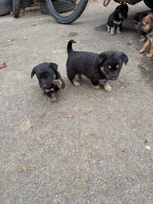 Щенята,(чорні, маленькі) мама є на фото