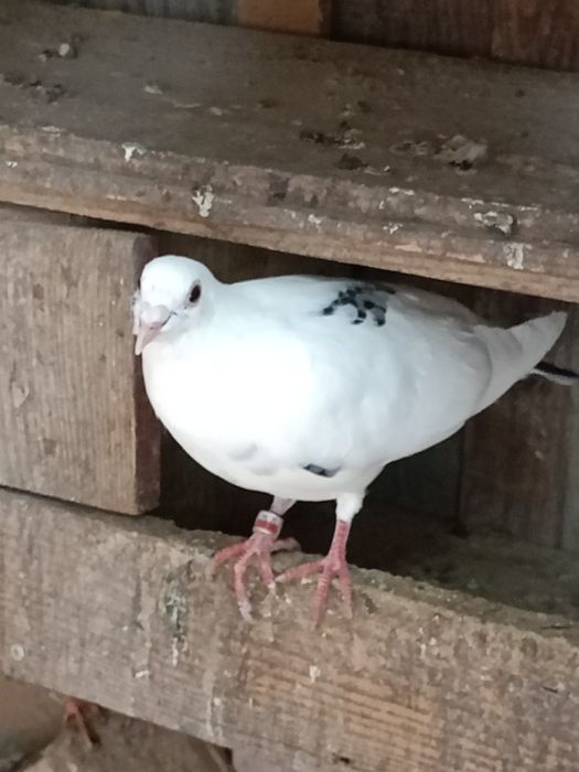 Gołębie pocztowe kolorowe