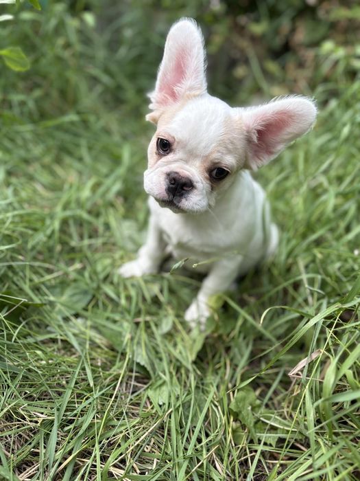 Французский бульдог Флаффи девочка