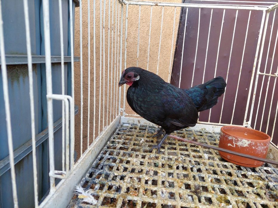 Kurka rasy bantamka ,z tego roku