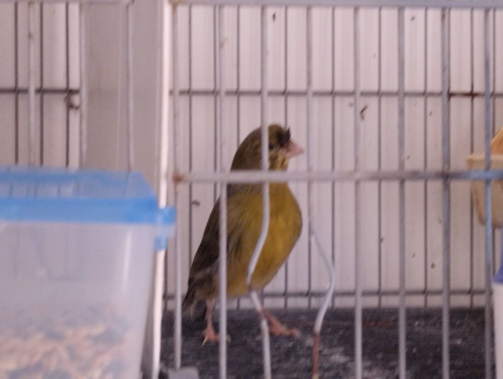 jaulas individuais + canário(Monte Gordo)