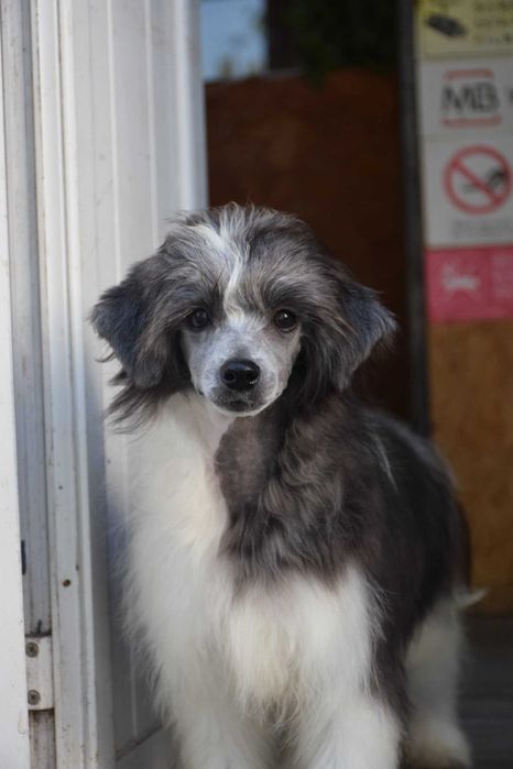Chinese Crested Dog