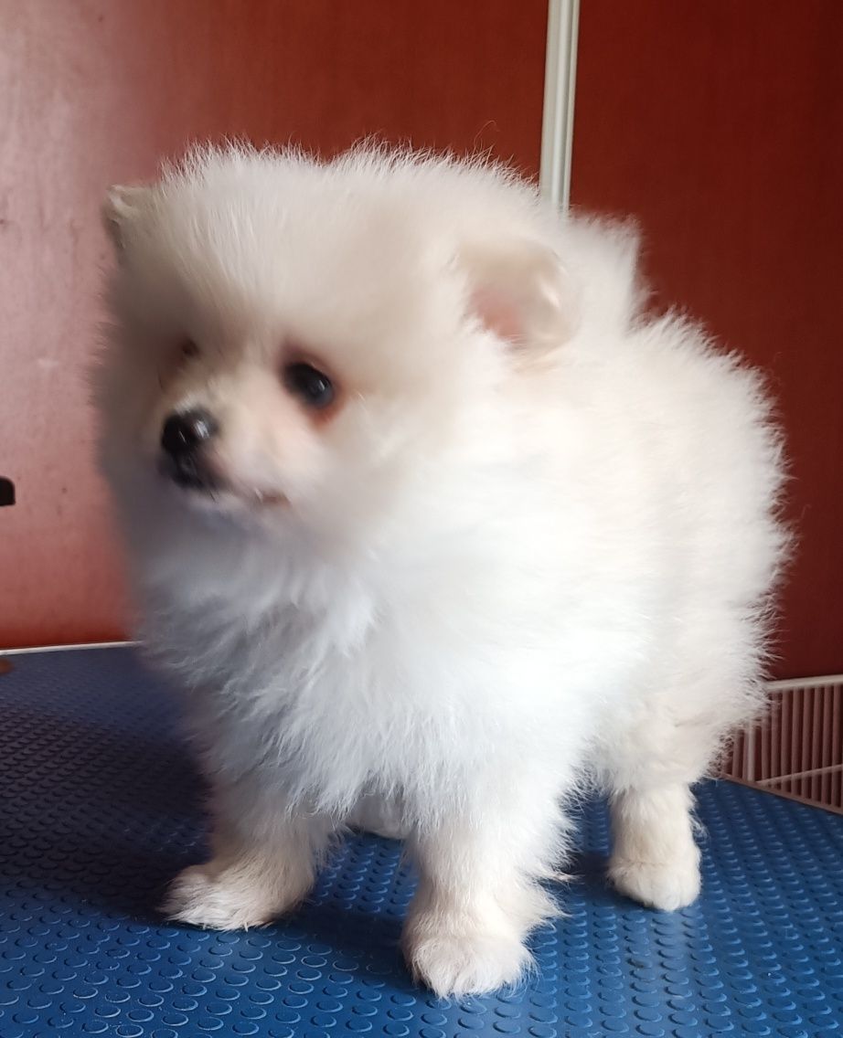 Spitz Alemão anão