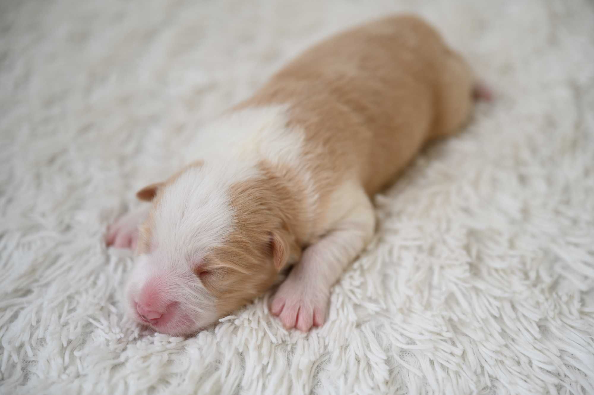 Piesek Border Collie ee-red ZKwP FCI