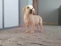 Labrador Retriever szczeniaczek .