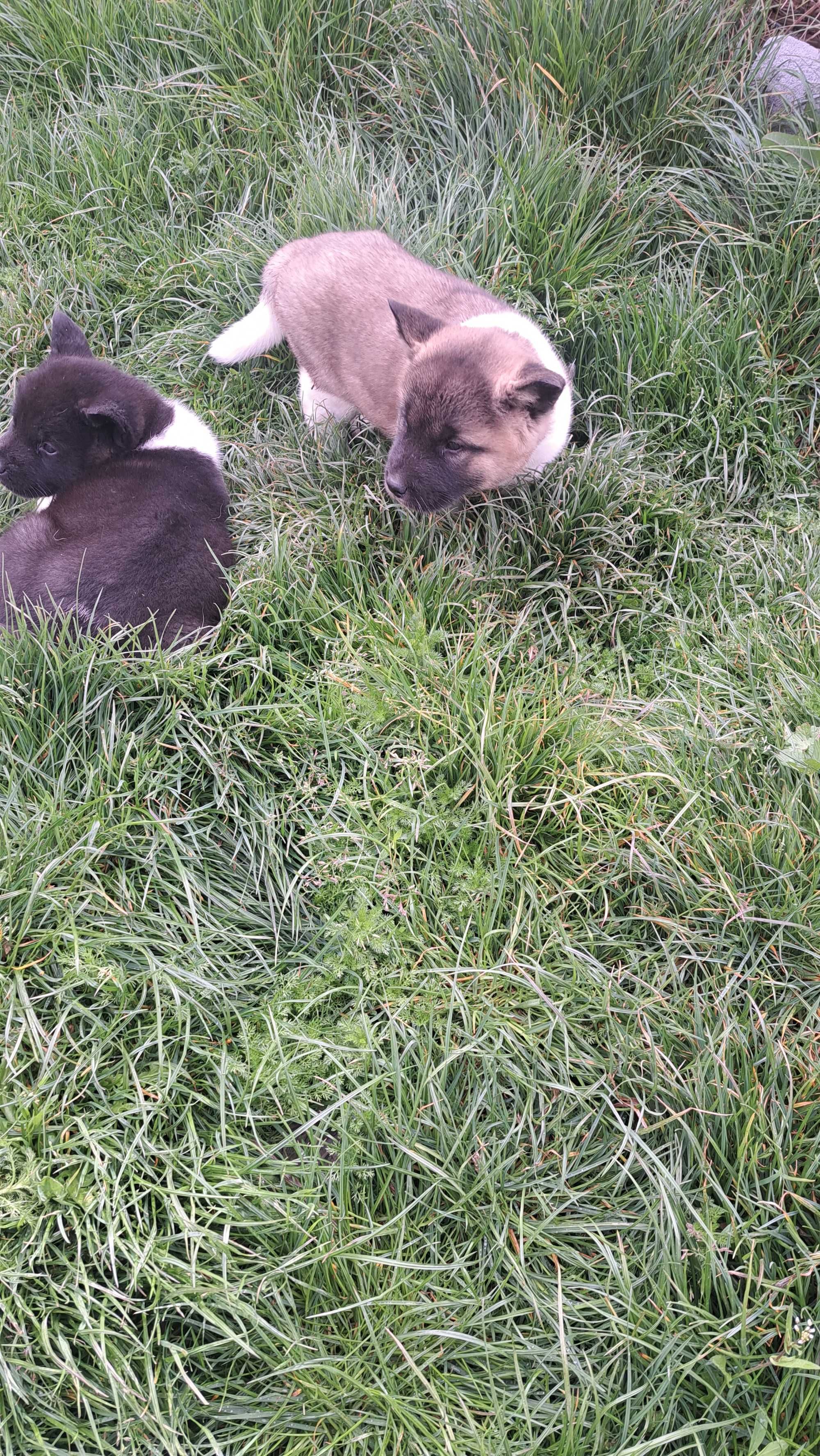 Akita amerykańska piekny piesek