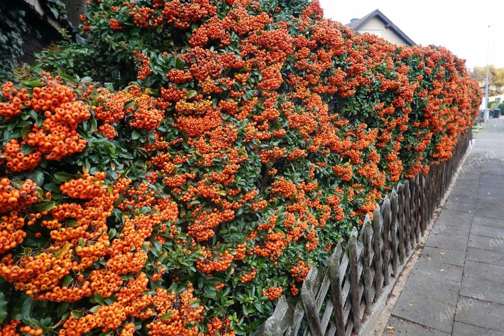 Ognik szkarłatny 'Navajo' (Pyracantha coccinea) Pomarańczowy 2.0L