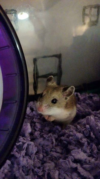 Джунгарские хомячки очень милые