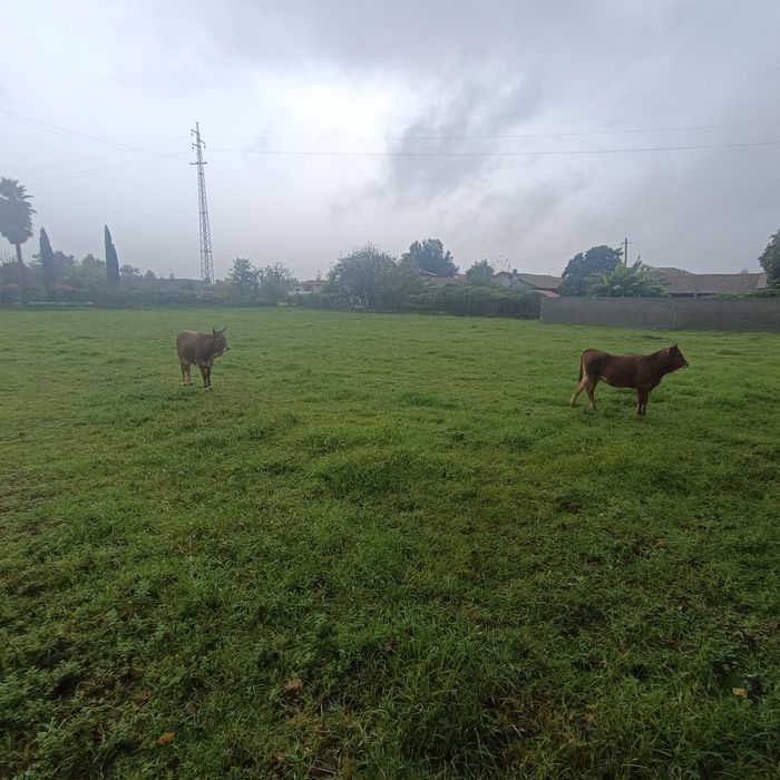 Vitelas Barrosa para dispensar