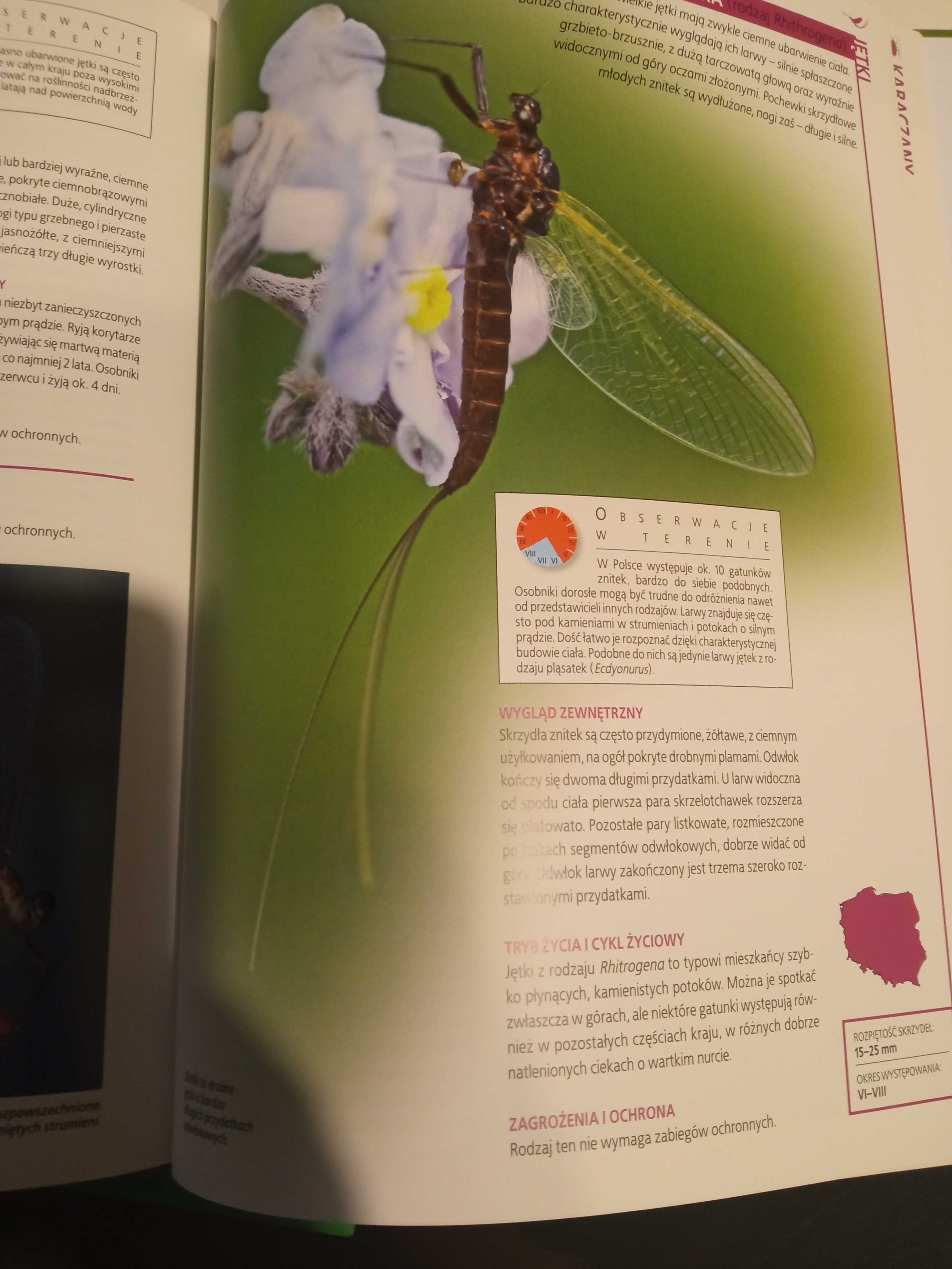 Encyklopedia przyrody zwierzęta owady tom 39 DeAGOSTINI