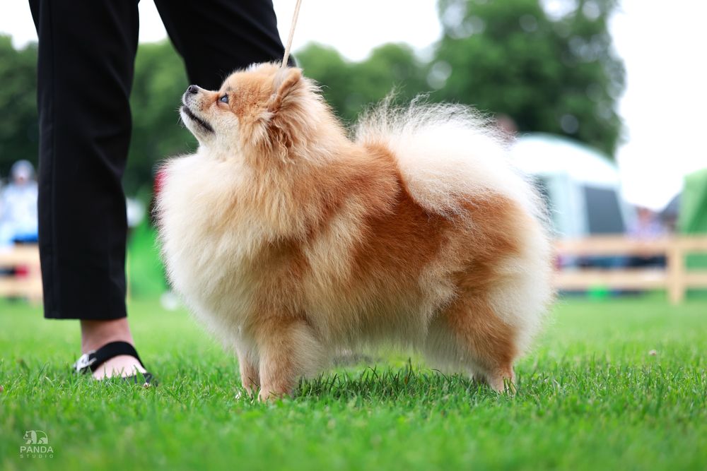 psi fryzjer usługi gromerskie