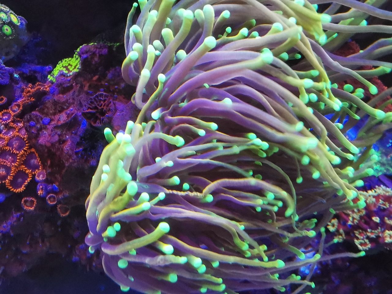 Koralowce: goniopora, euphyllia, zoanthus, caulastrea. Fitoplankton