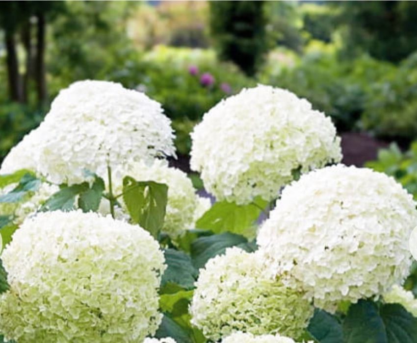 Продам  гортензия древовидная Анабель