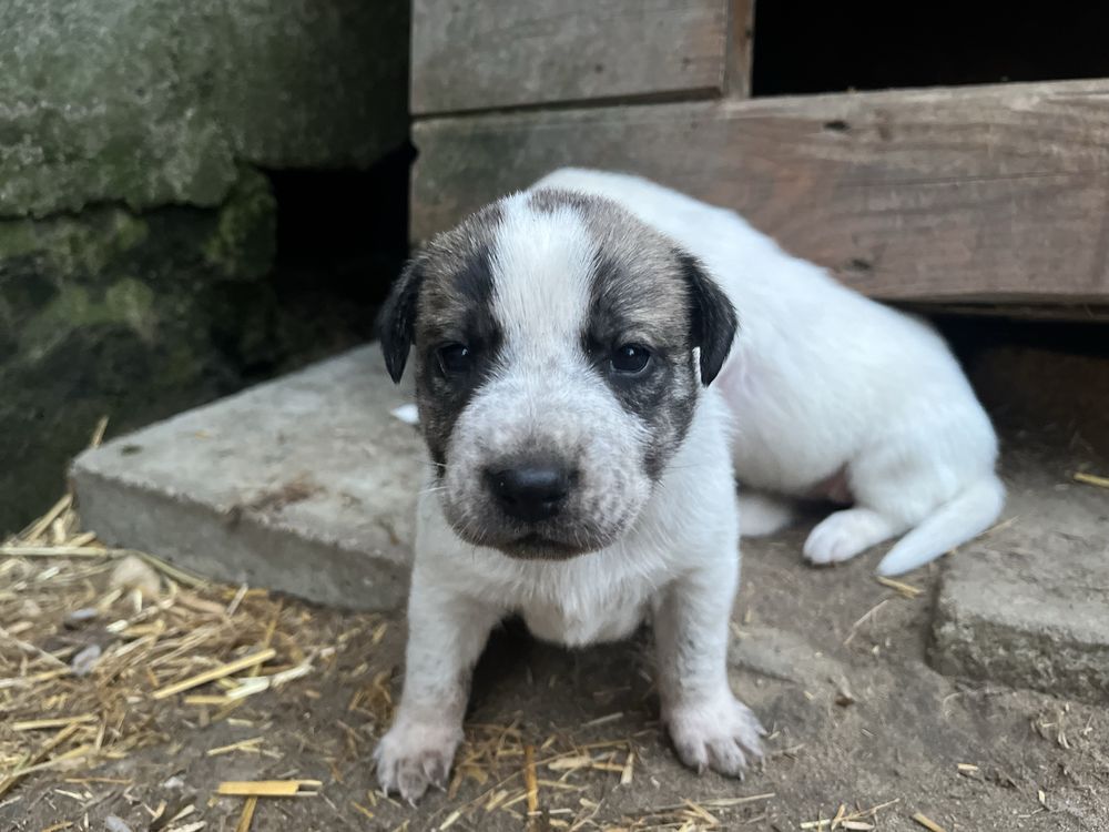 Słodkie szczeniaki labrador