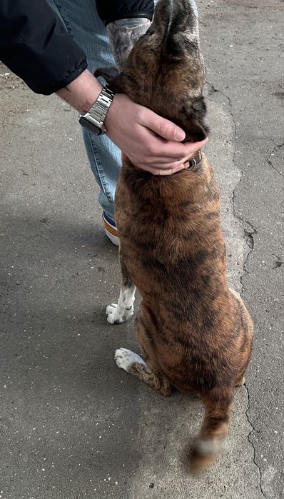 Cão para adoção responsável