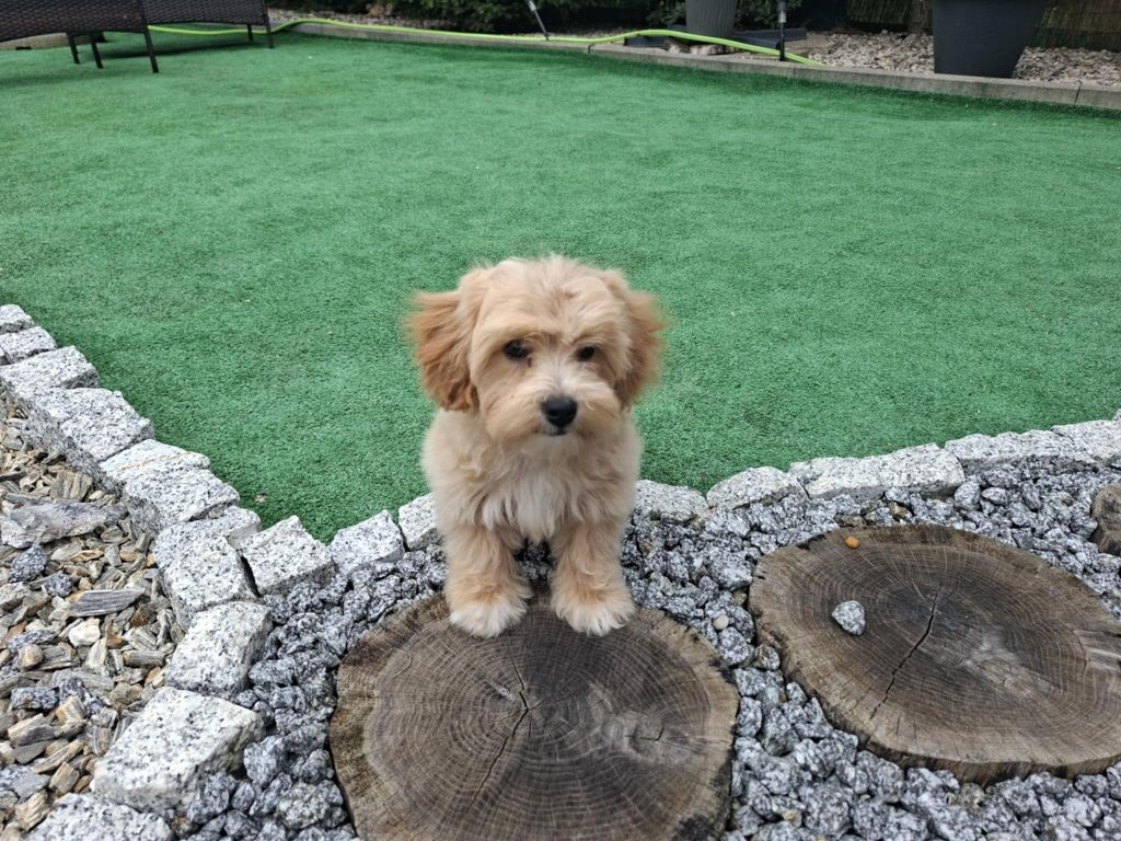 Suczka maltipoo z metryką