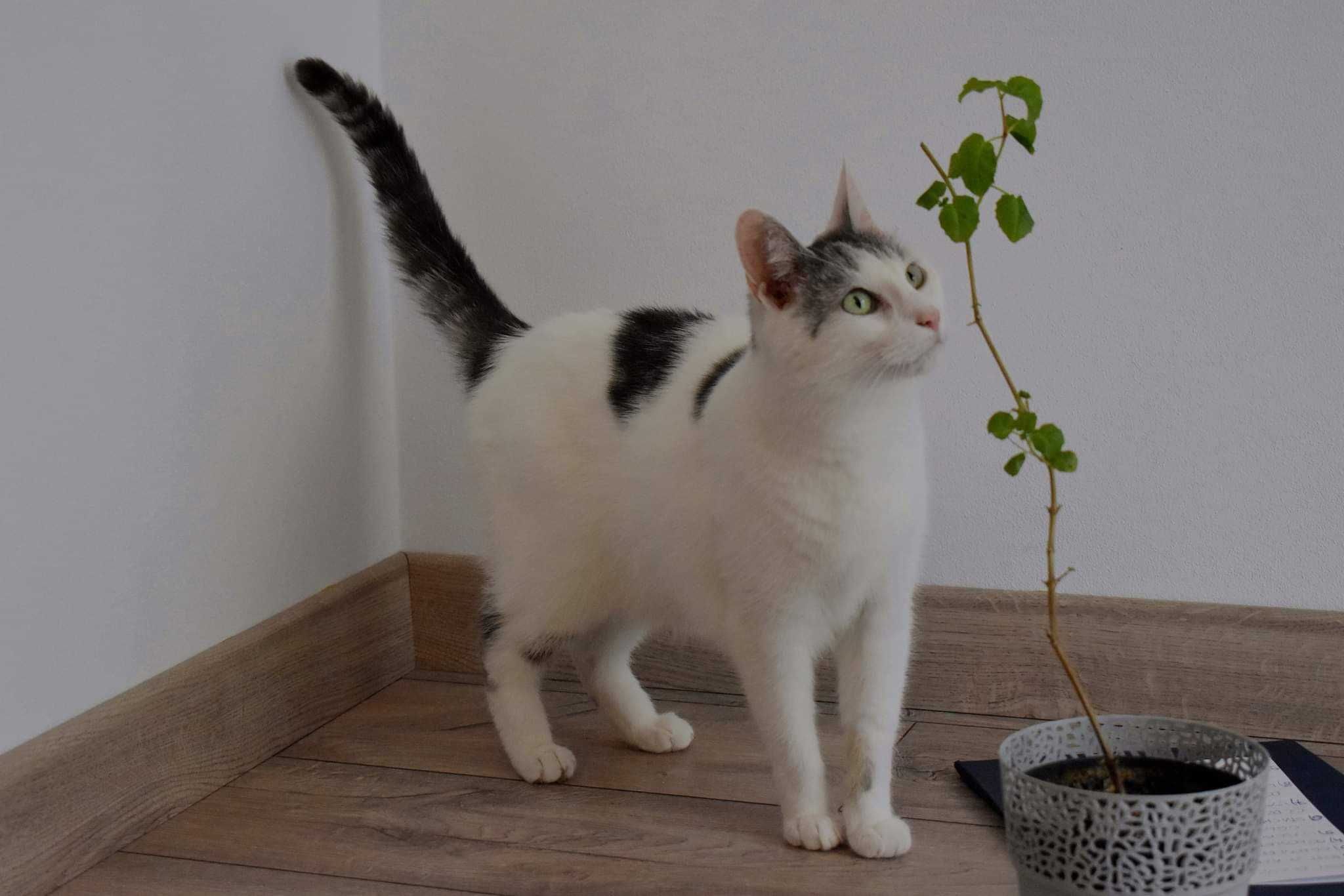 *Diego - piękny kotek do adopcji!