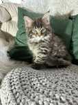 Maine Coon-  kotka