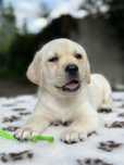 Labrador Retriever FCI