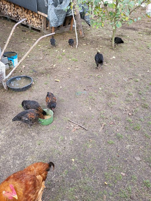 Kury koguty marans