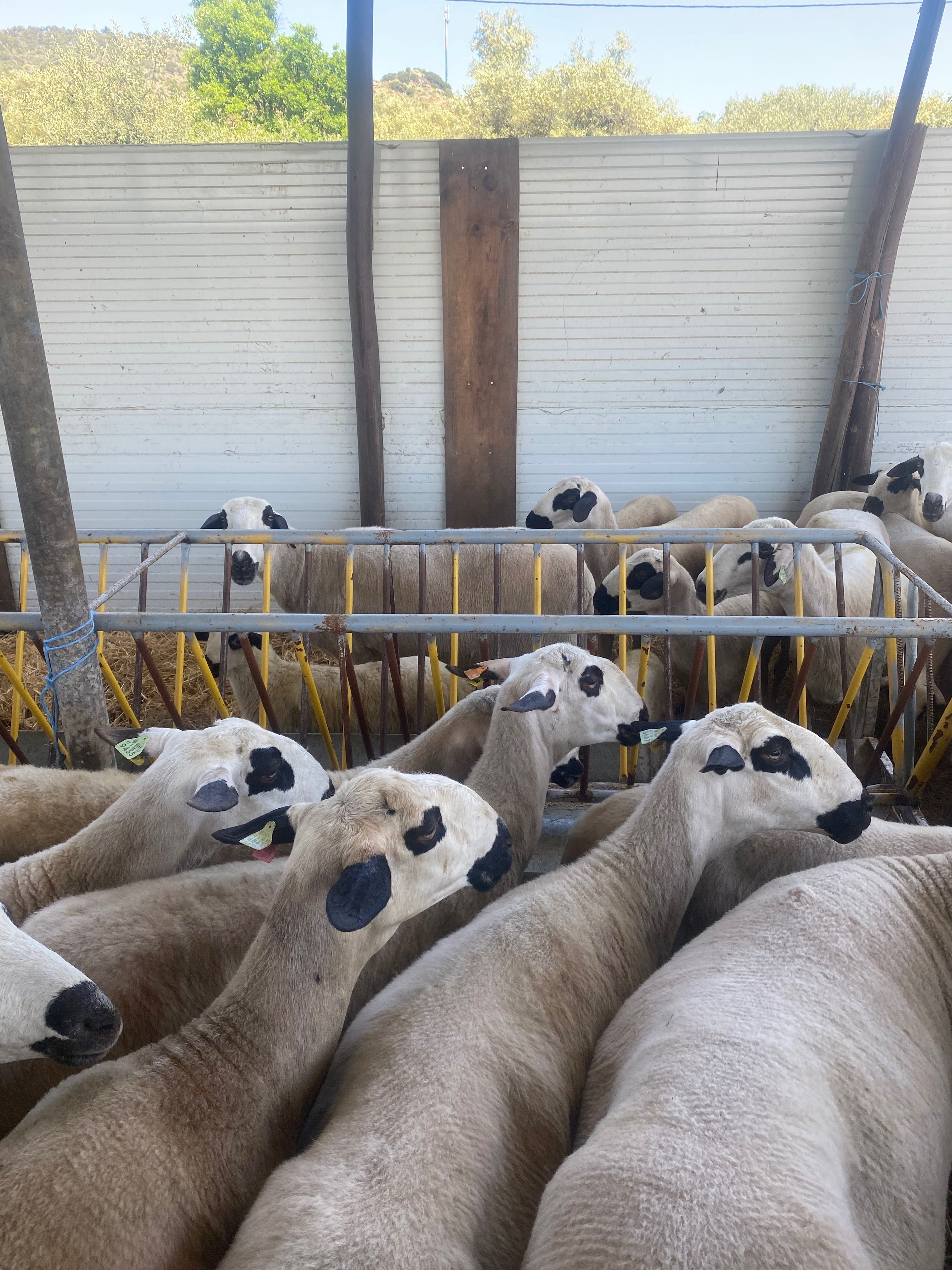 Ovelhas para produção de carne