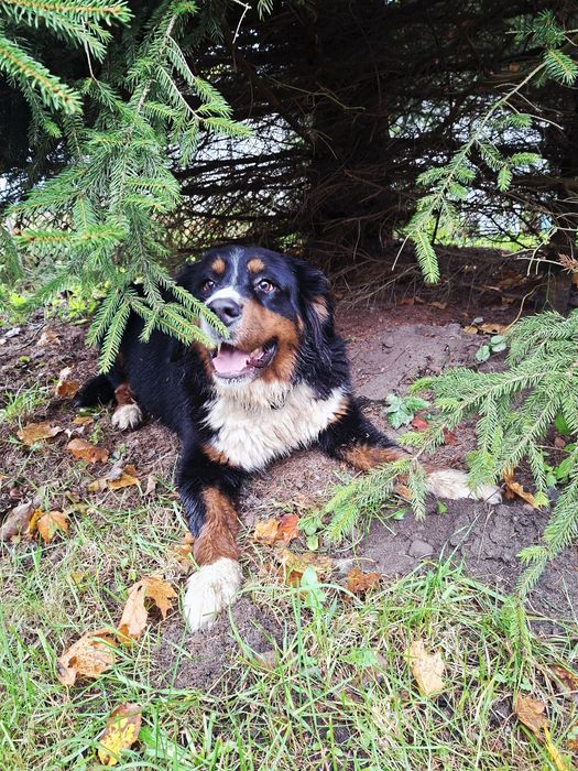 Bernieński pies pasterski suczka