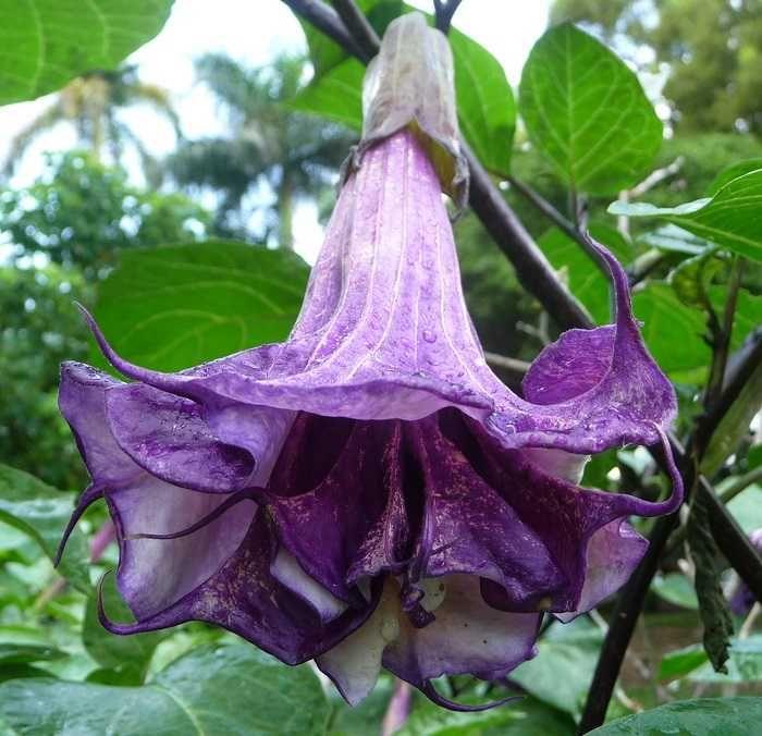 unikatowe sadzonki datury metel purple trąbki diabła