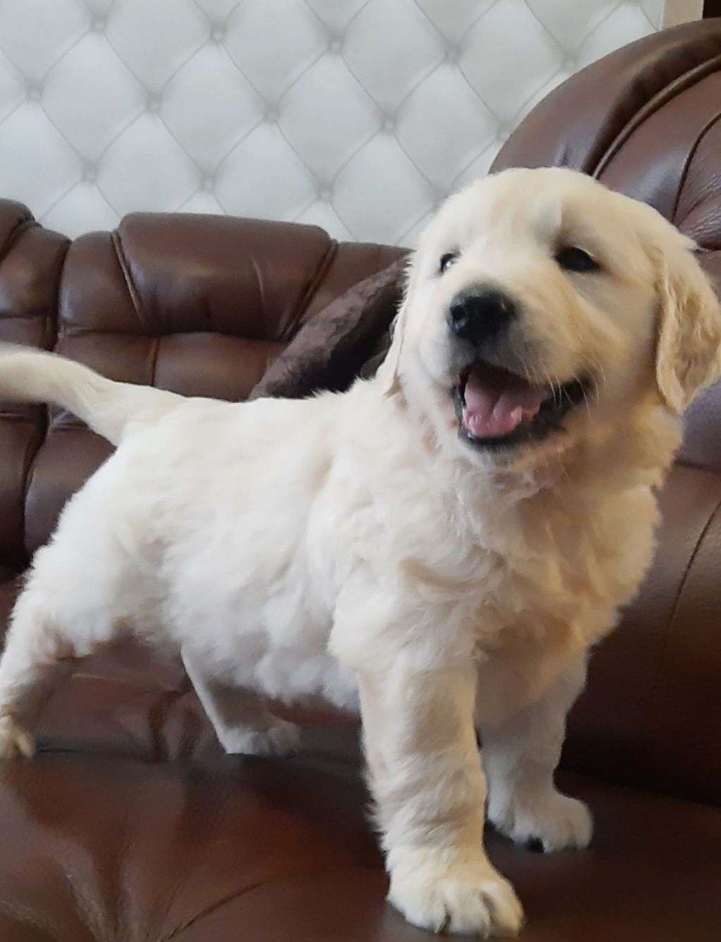 Golden Retriever piesek