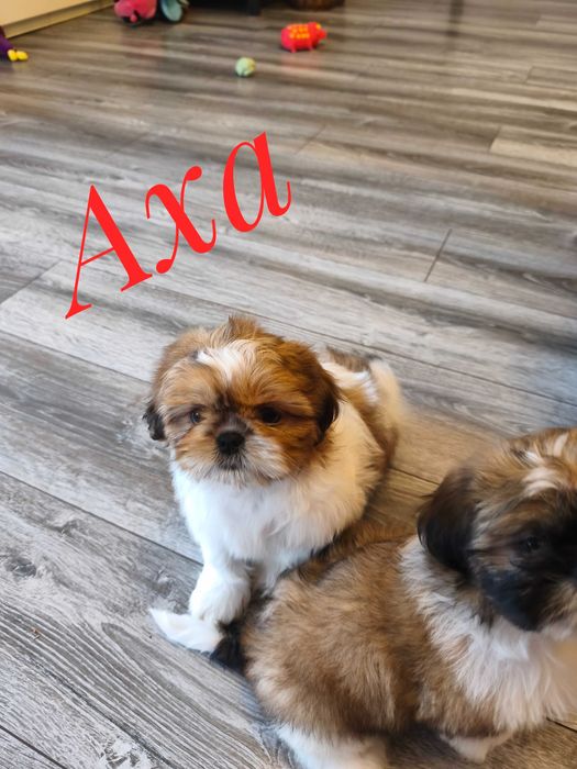 Shih Tzu - Axa - ślicznotka