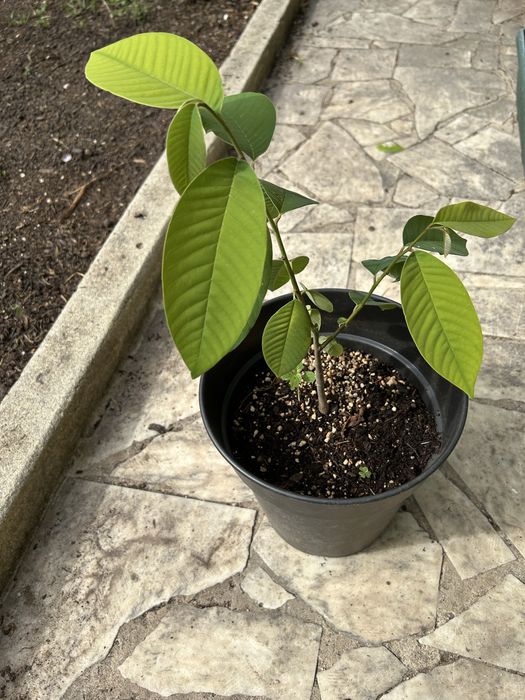 Planta de Anoneira