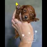 Pudel toy red brown teacup pudelek  badania paszport wyprawka