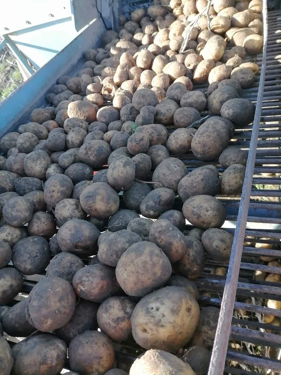 Ziemniaki Jadalne