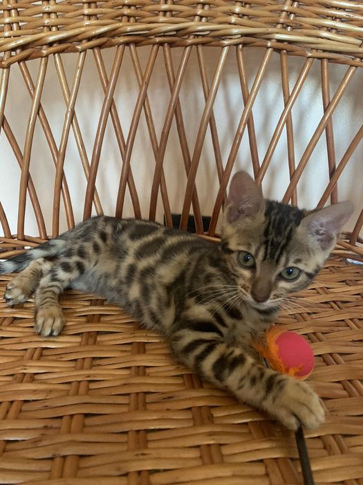 Яркая бенгальская кошечка