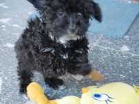 Maltipoo piesek dla całej rodziny