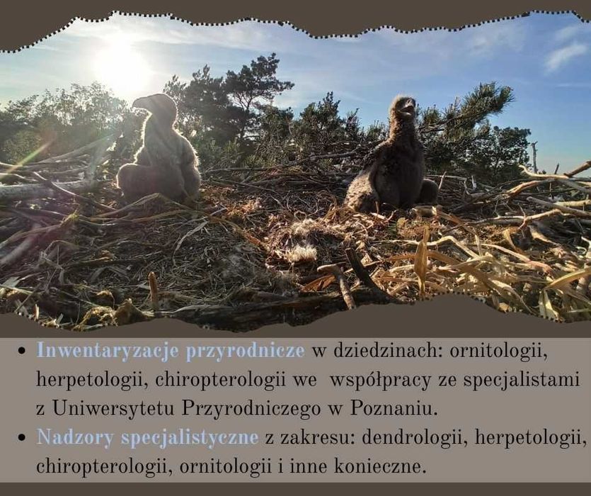 Wycinka i pielęgnacja drzew, inwentaryzacja przyrodnicza