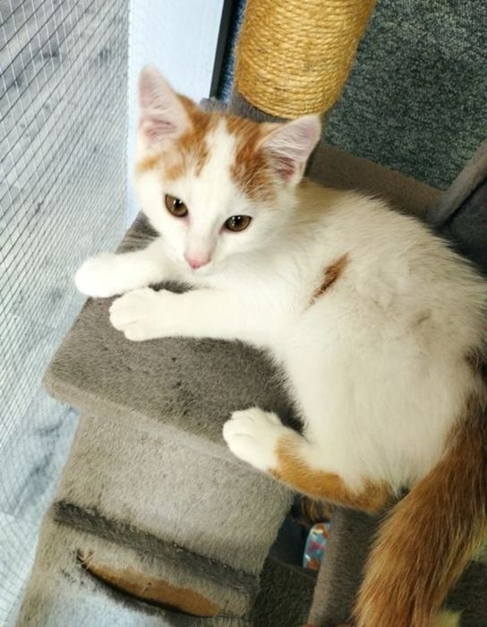 Kotek Zulu czeka pilnie na dom