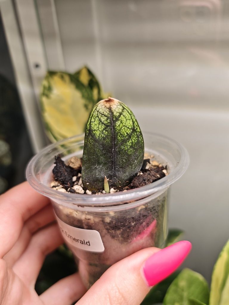 Zamioculcas Raven Emerald