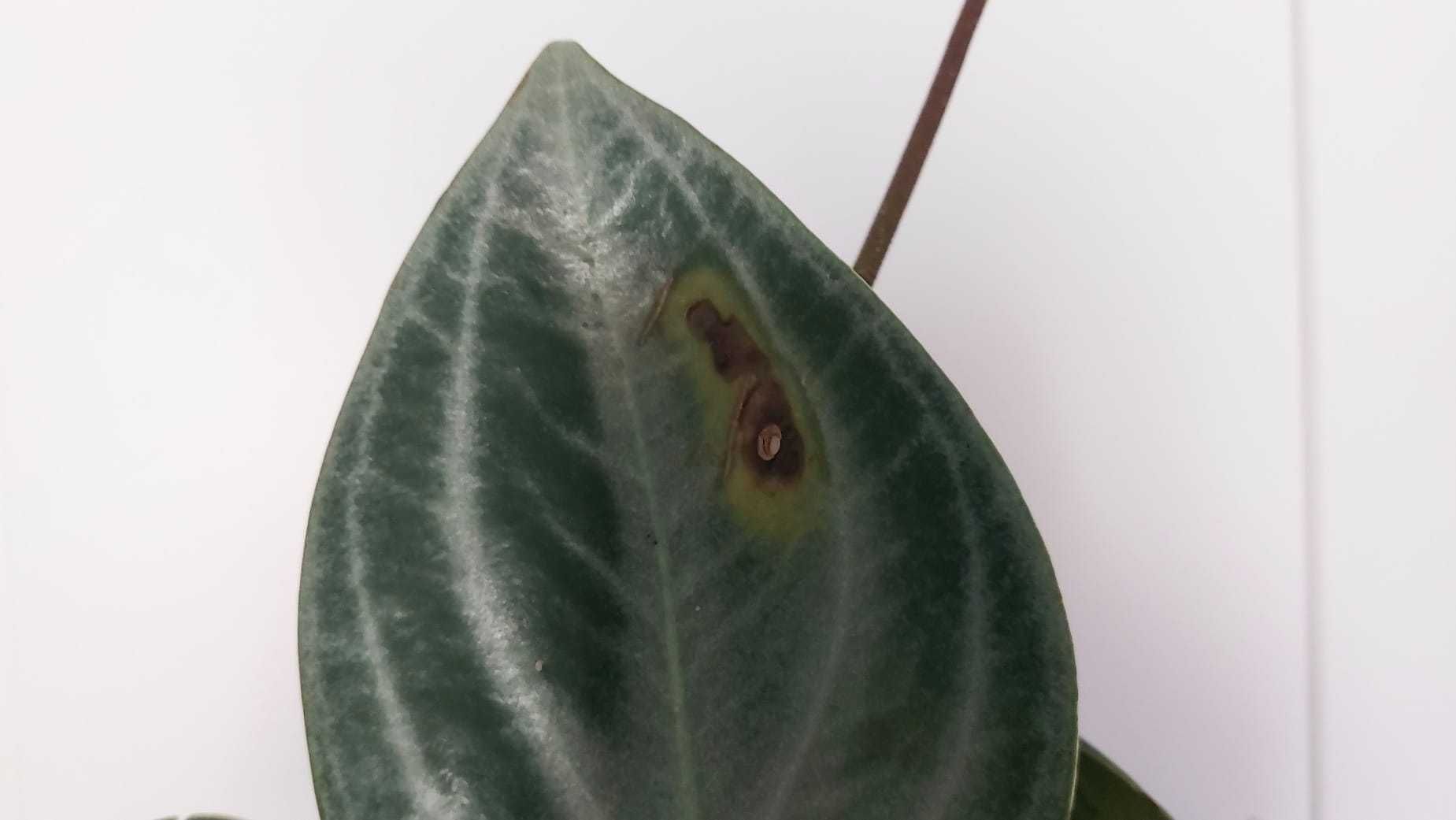 Planta Peperomia Sarcophylla
