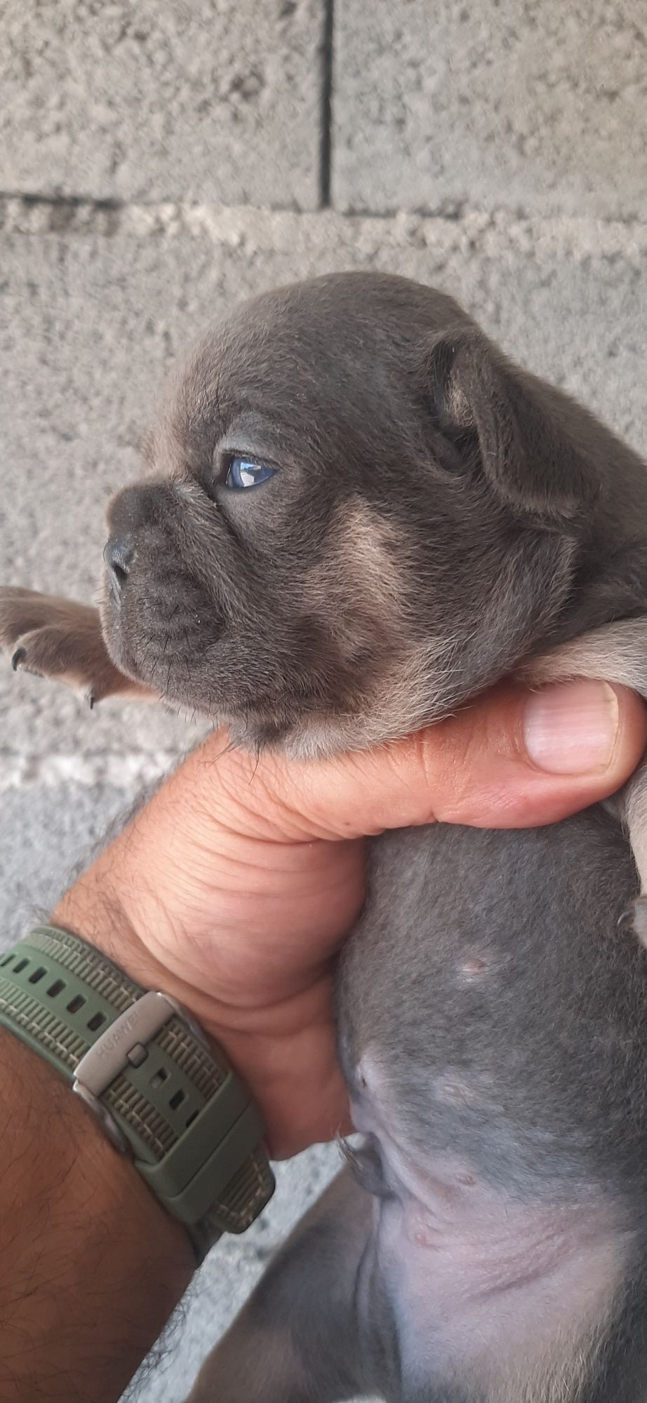 Bulldog Francês lilac   tan