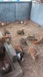 Troco coelhos  por outros animais