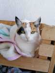 Matylda poleca się do adopcji !